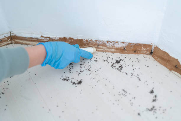 Best Ant Control Services  in Oakdale, LA